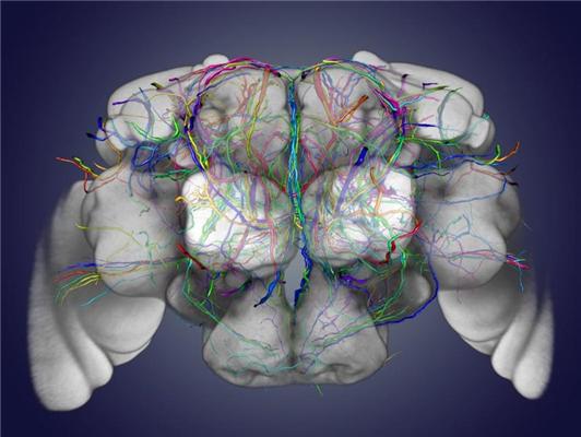 fruit fly Genetic dissection of fru+ neurons in the central brain